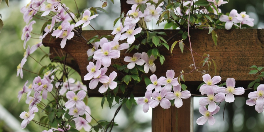 Bergbosrank (Clematis montana ‘Rubens’) klimt op een pergola Bergbosrank (Clematis montana ‘Rubens’) klimt op een pergola